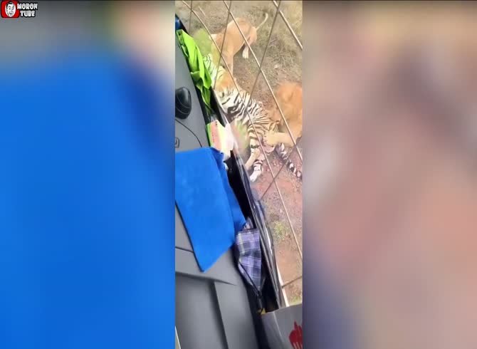 Video :In a zoo, children are screaming as lions kill and eat a tiger!